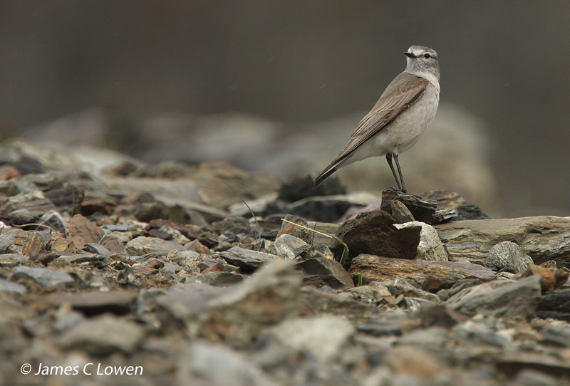 White-fronted Ground-tyrant