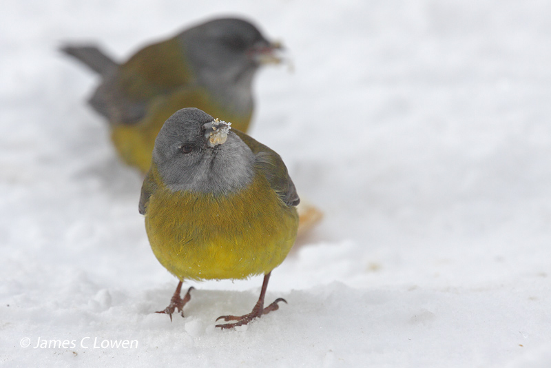 Patagonian Sierra-finch