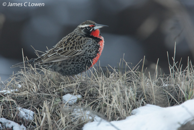 Long-tailed Meadowlark