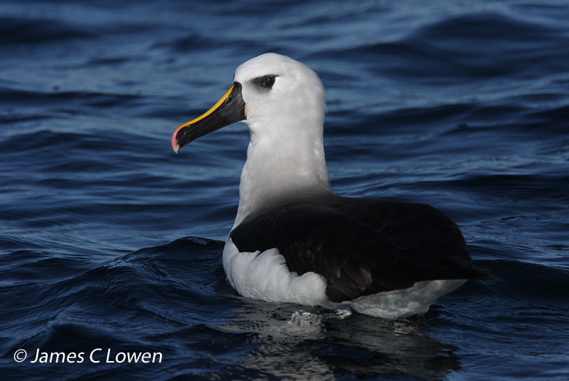 Atlantic Yellow-nosed Albatross