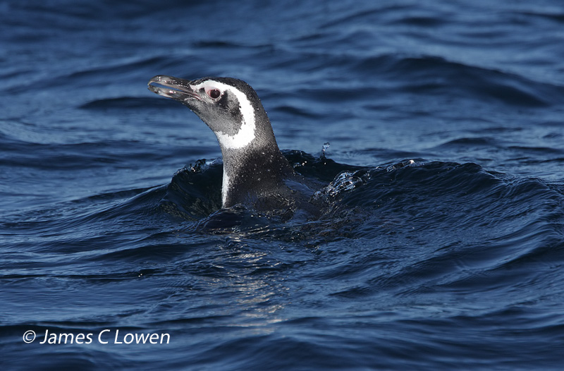 Magellanic Penguin