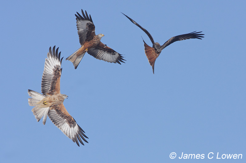 Red Kite