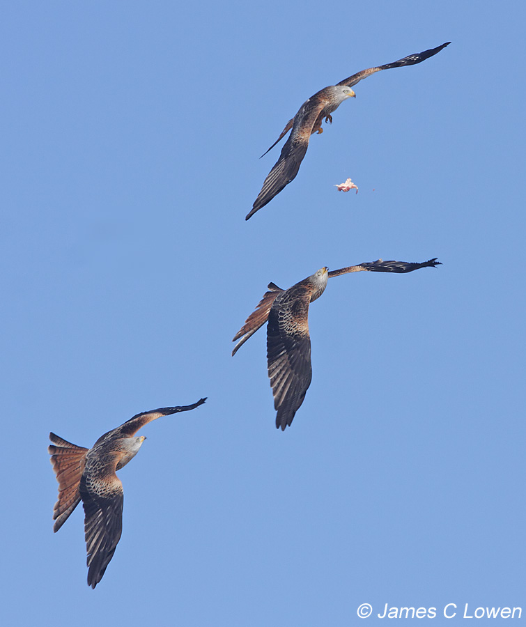 Red Kite