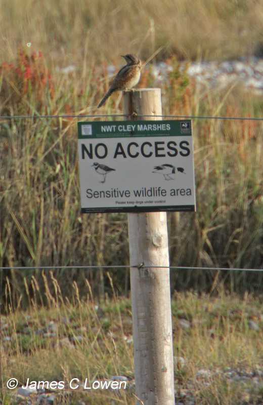 Wryneck
