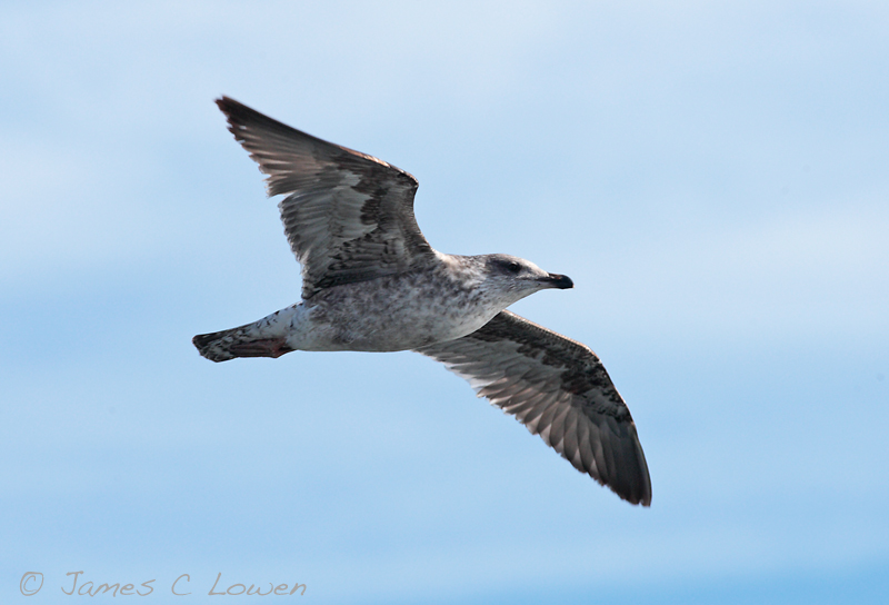 Yellow-legged Gull