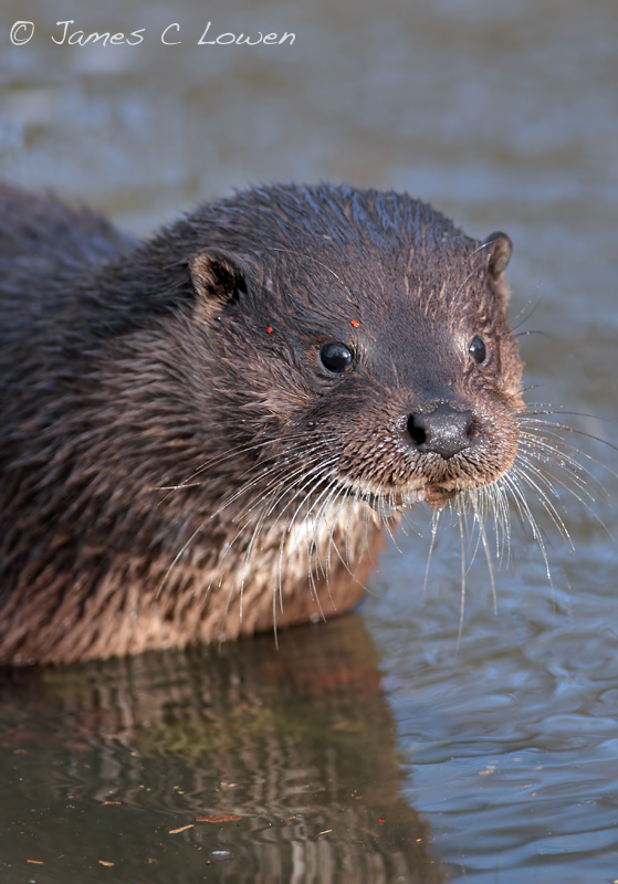 European Otter