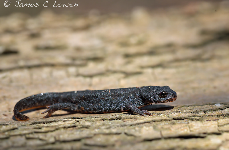 Alpine Newt