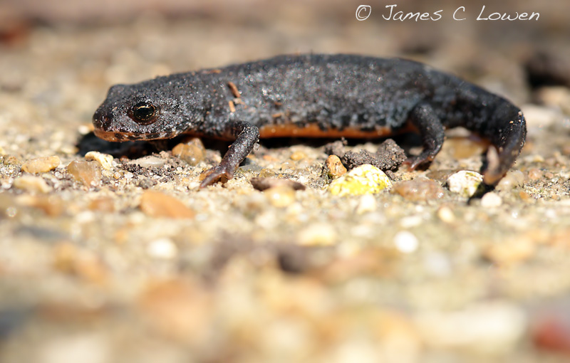 Alpine Newt