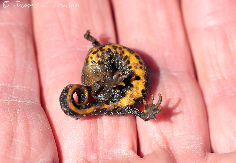 Great Crested Newt