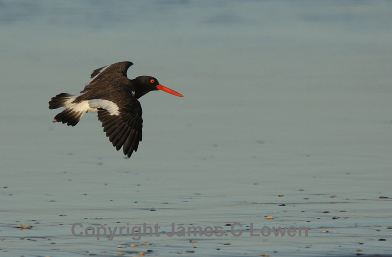 American Oystercatcher