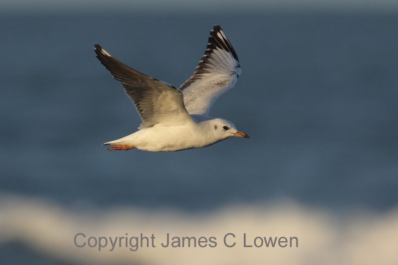 Grey-headed Gull