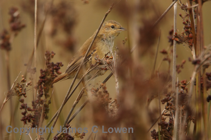 Sulphur-throated Spinetail