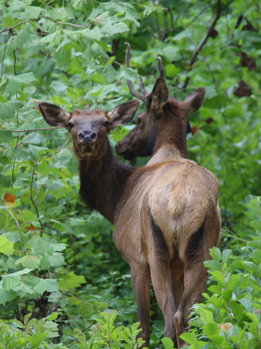 Elk Along a River Trail