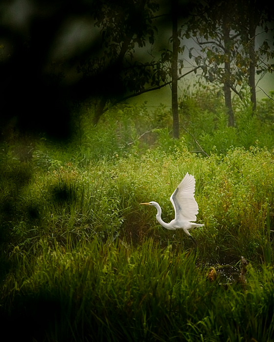 Great White Egret on Boxley Mill Pond