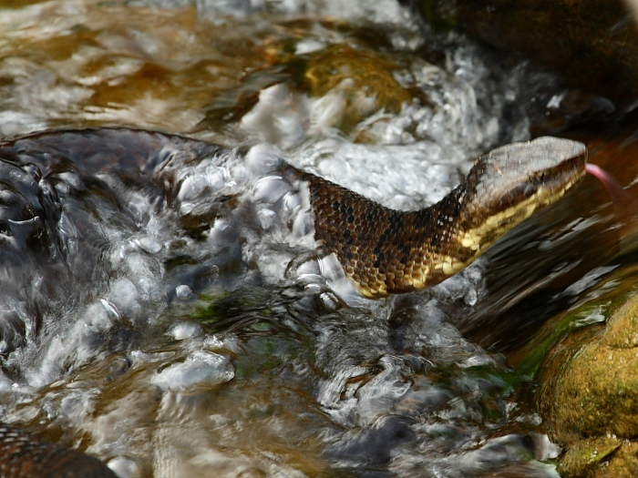 Cottonmouth in the Buffalo National River