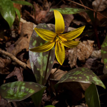 Yellow Dog Tooth Violet