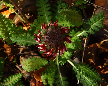 Self-Heal, Lost Valley