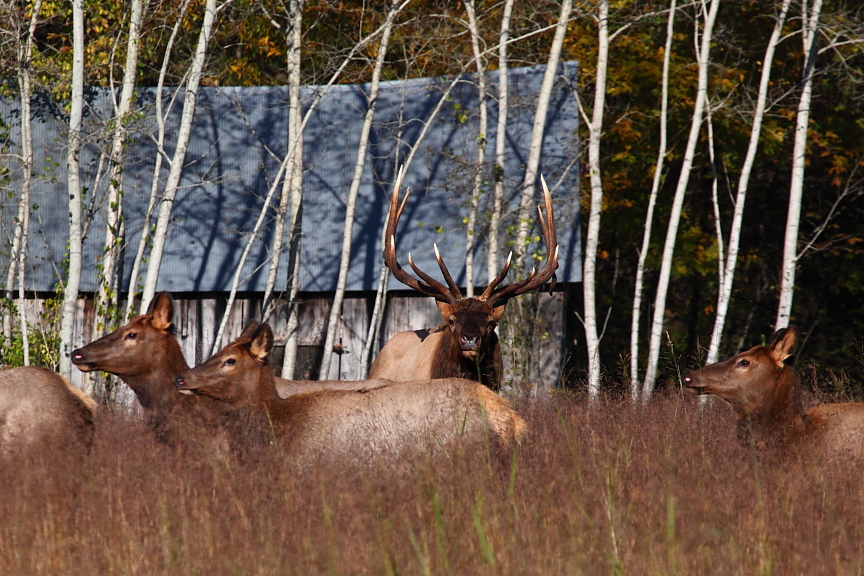 82160 bull 6 and harem at lost valley web .JPG