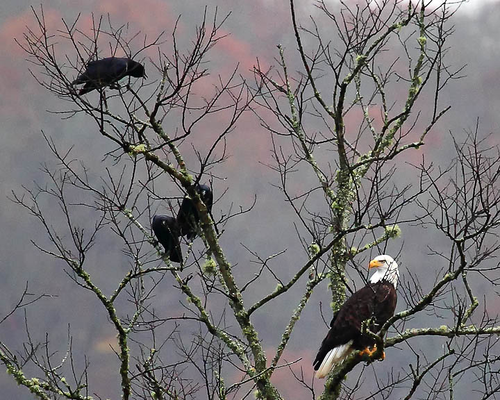 83321 bald eagle and friends web.jpg