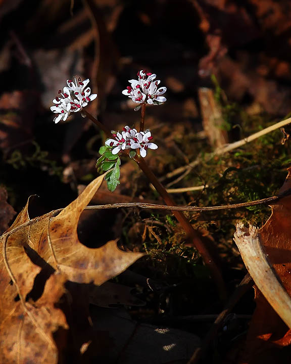 93666 harbinger of spring web.jpg