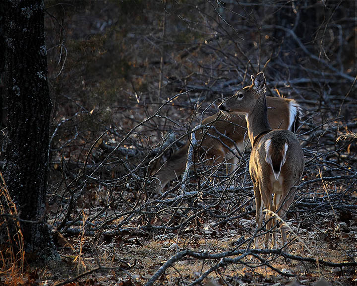 93258 lookout deer 8x10 web.jpg