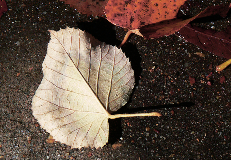 Leaf.JPG