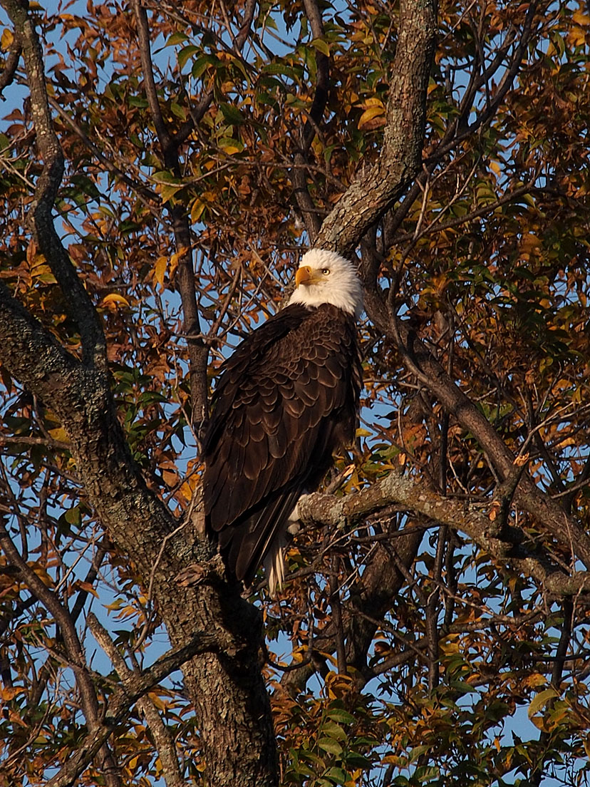 PB281824 - Llano Eagle 2012.jpg