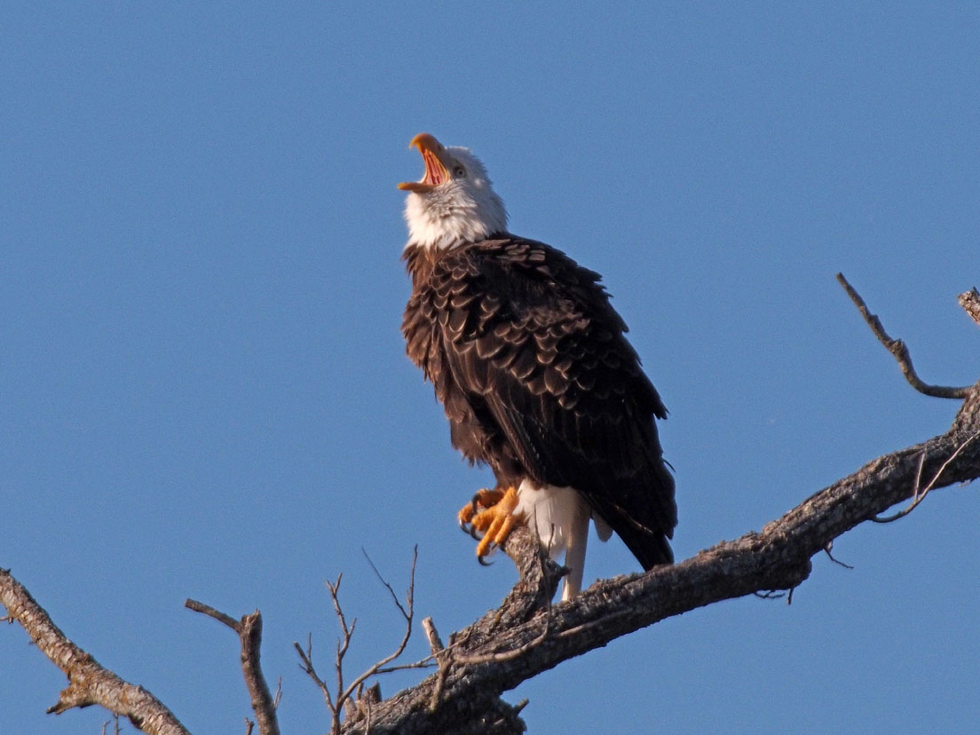 PB282035 - Llano Eagle 2012.jpg