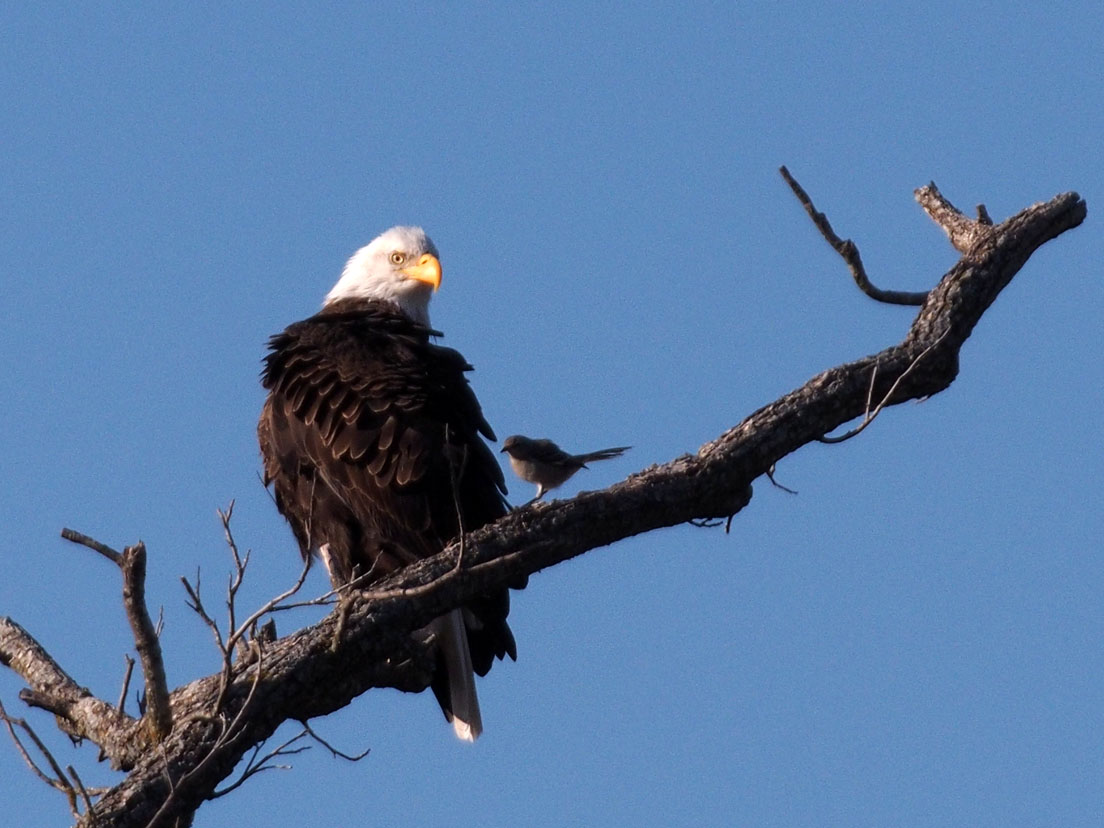 PB282153 - Living on the Edge, Llano Eagle 2012.jpg