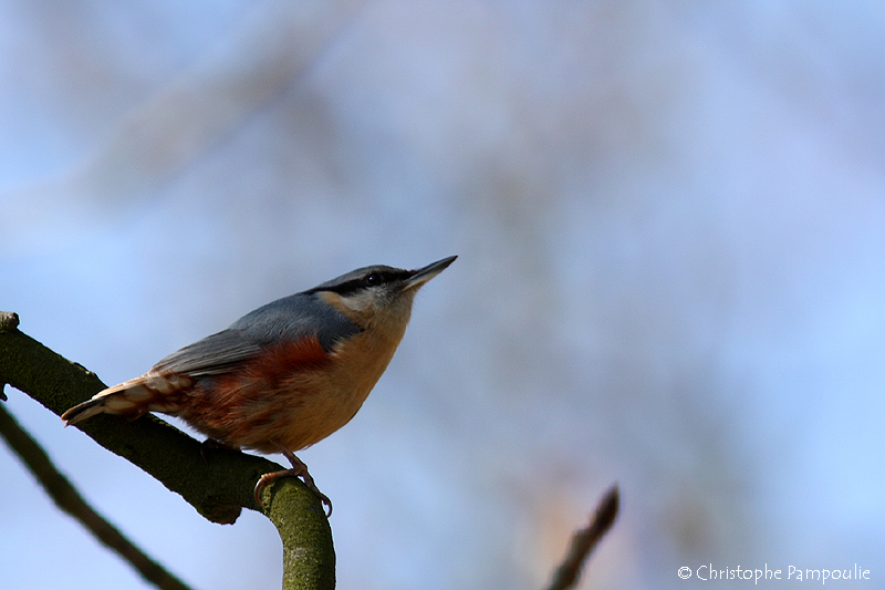 Eurasian nuthatch