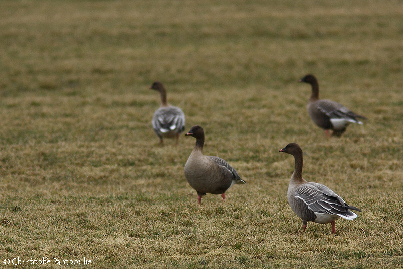 Pink-footed goose
