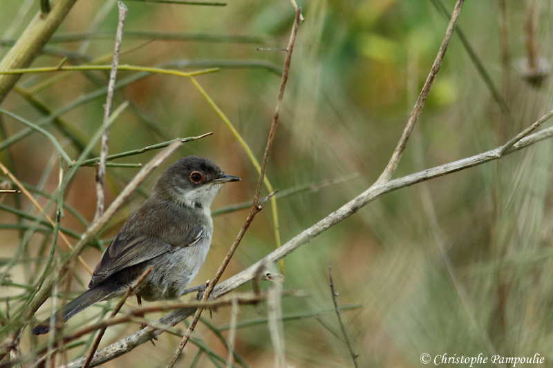 Sardinian warbler