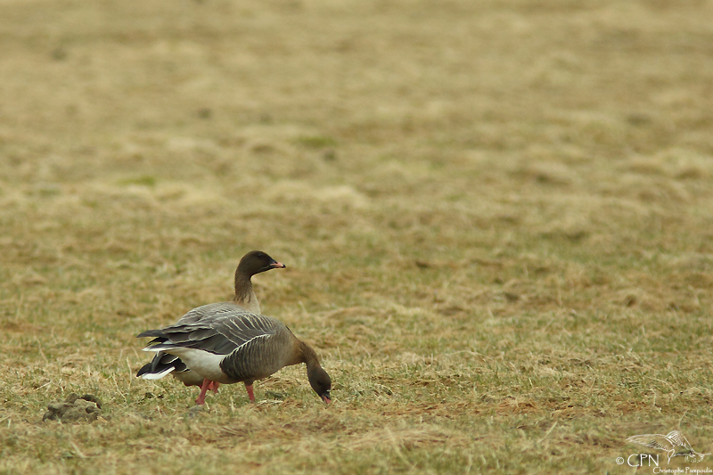 Pink-footed goose