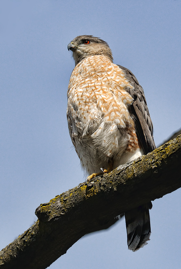 pervier de Cooper / Coopers Hawk