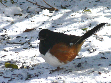 EasternTowhee