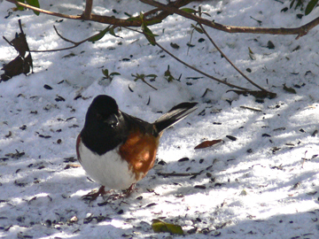 Eastern Towhee