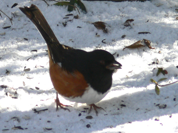 Eastern Towhee