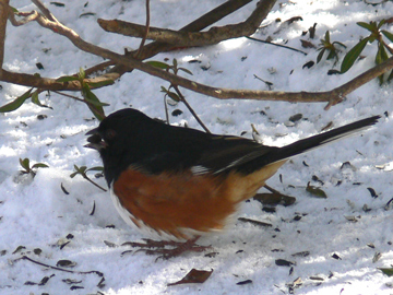 EasternTowhee_7a.jpg