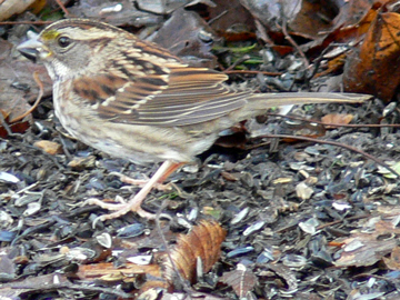 White-throated-sparrow.jpg