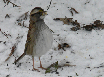 White-throated-standingup.jpg