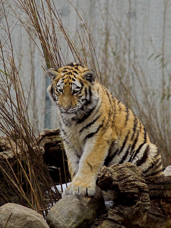 2006-03-19 Tiger