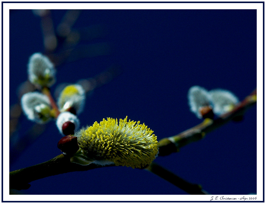 Catkins in blue sky