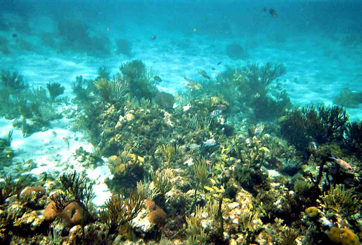 Snorkeling at reef off Grand Cayman.