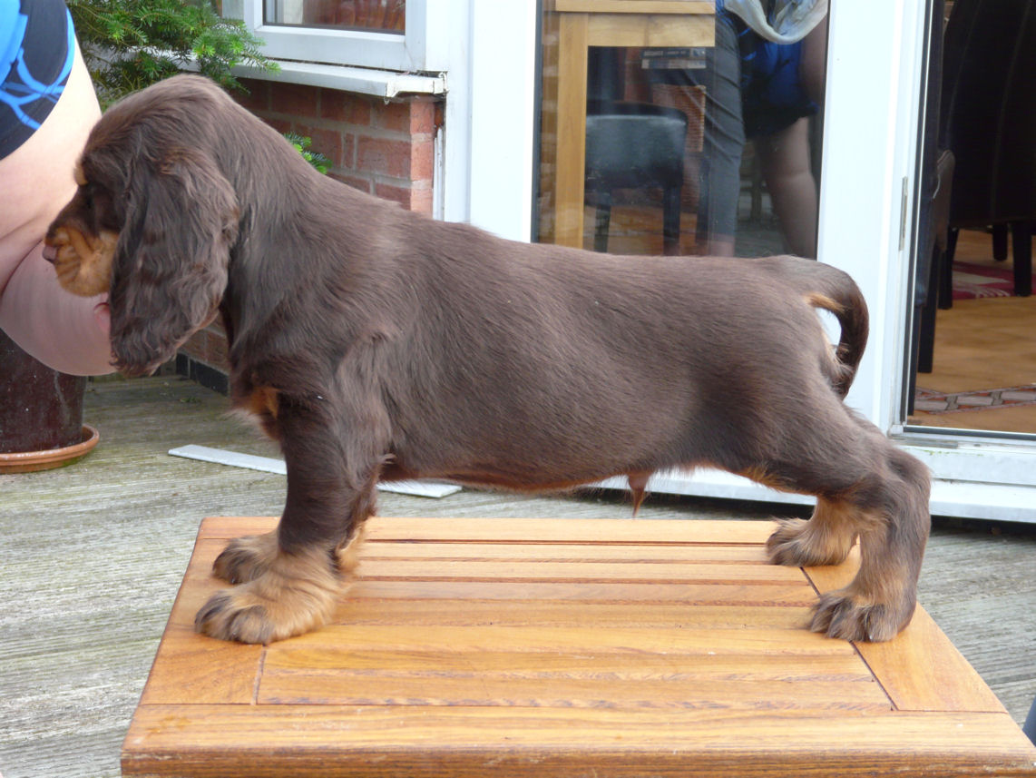 nerys pups 7.5 weeks 079.JPG