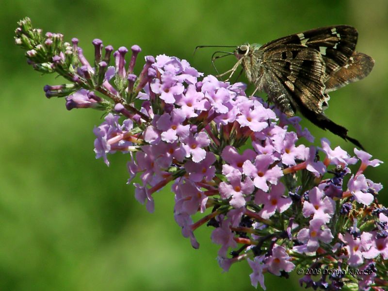 Long-tailed Skipper