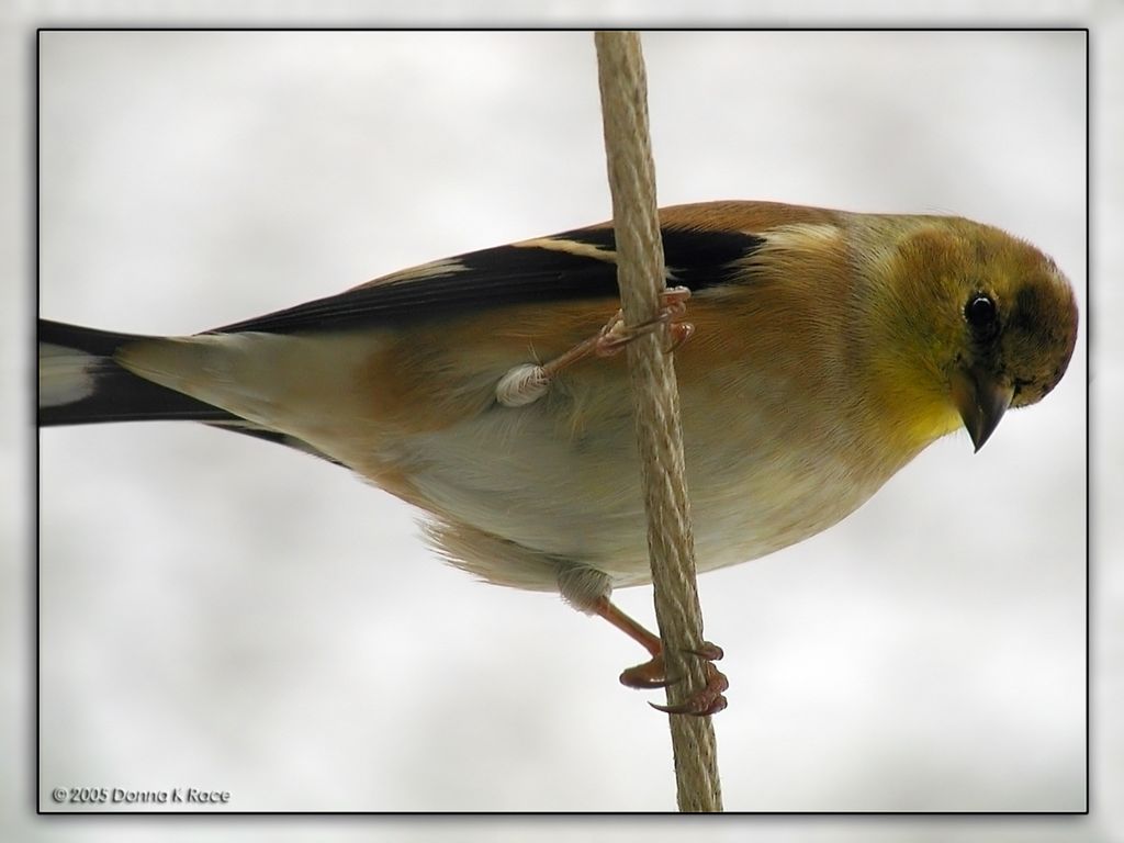 <b>American Goldfinch</b><br>12-14-2005