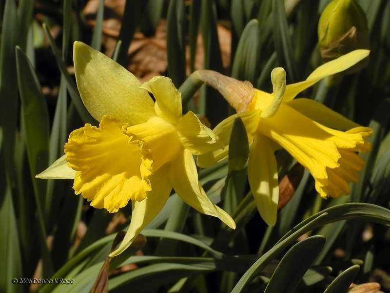 Daffodil Pair, 1-Y-Y