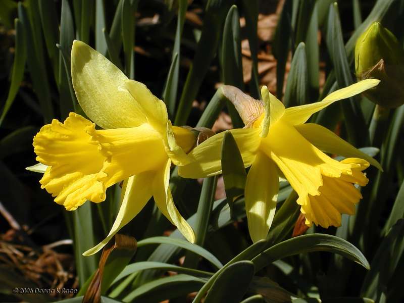 Same Daffodil Pair, different angle,1-Y-Y, Mar 30th