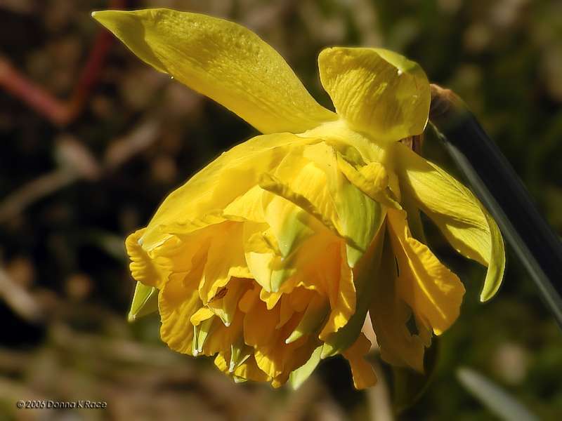 Van Sion Daffodil, Mar 30th