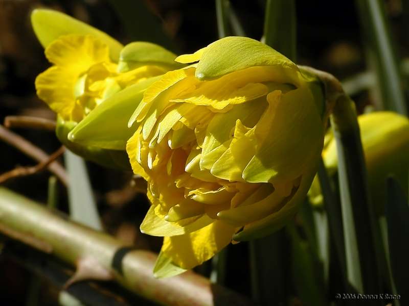 Van Sion Daffodils, Mar 30th